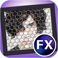 Kyoobik Photov1.34